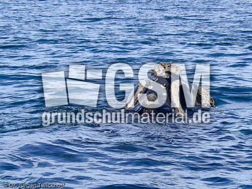 Buckelwal (14 von 57).jpg